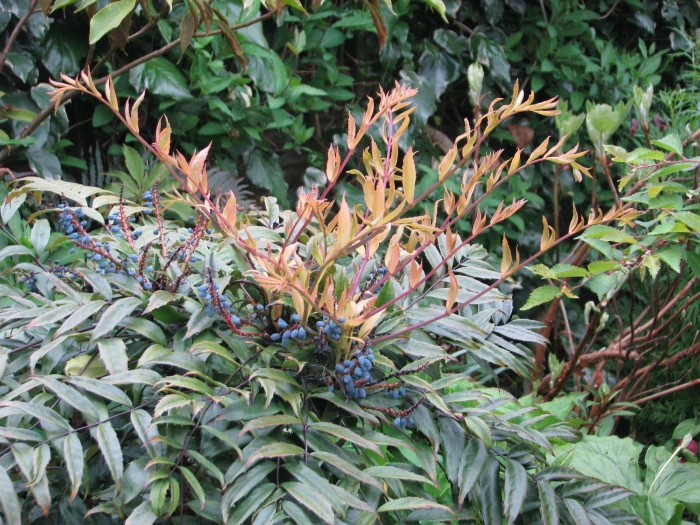 Mahonia fortunei image
