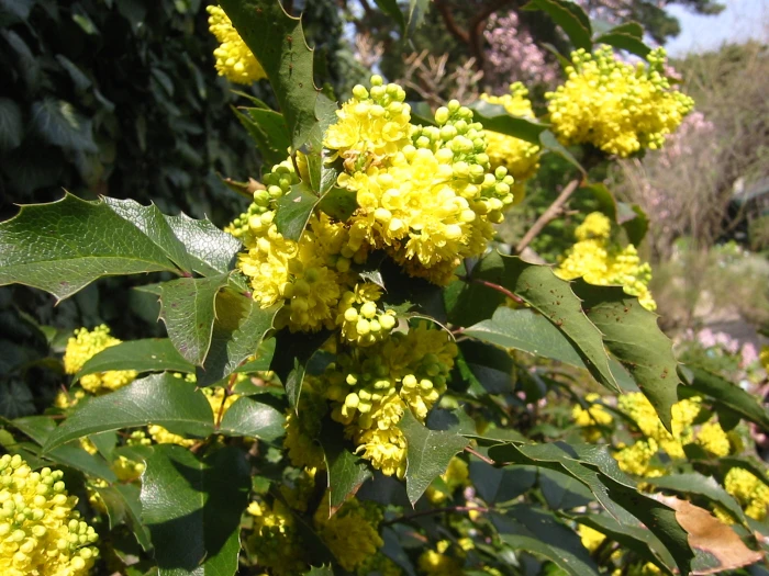 Mahonia nervosa image