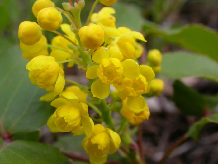 Mahonia repens image