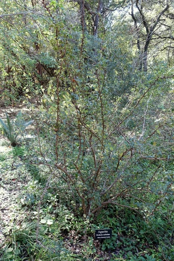 Mahonia trifolia image