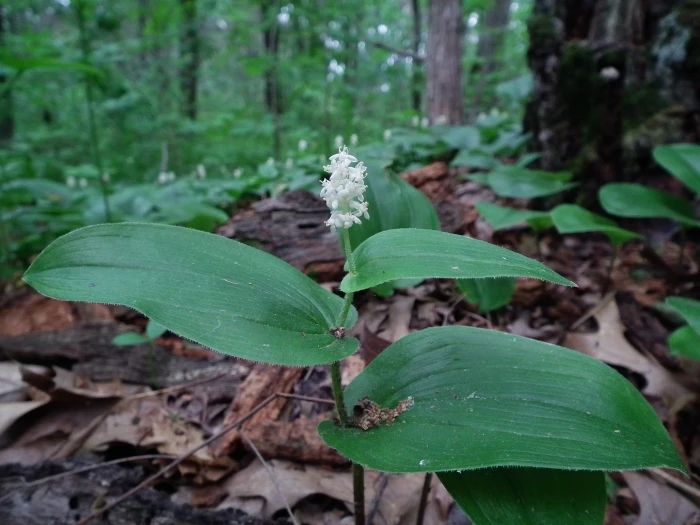 Maianthemum canadense image