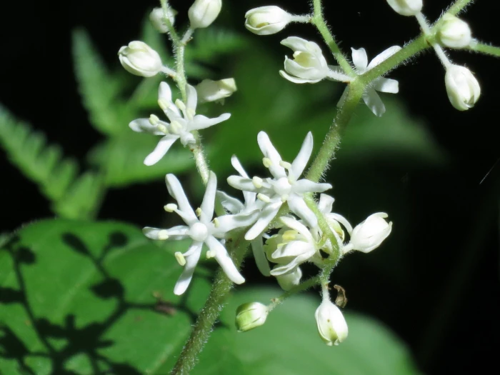 Maianthemum japonicum image
