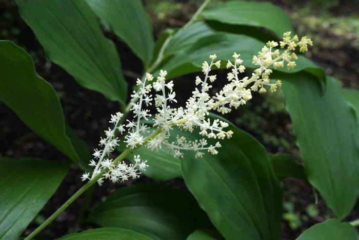 Maianthemum racemosum image