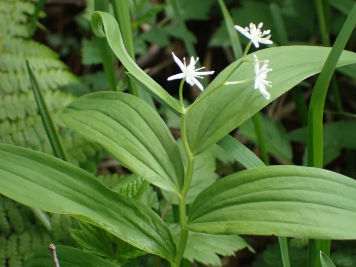 Maianthemum stellatum image