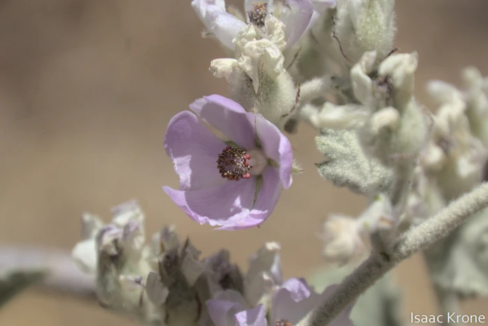 Malacothamnus fremontii image