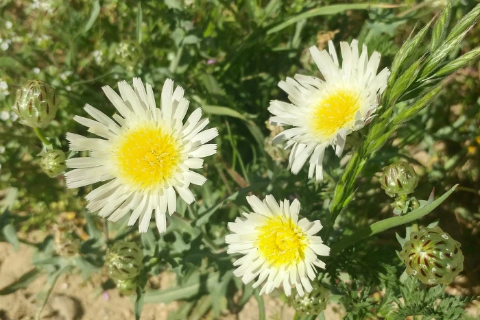 Malacothrix coulteri image