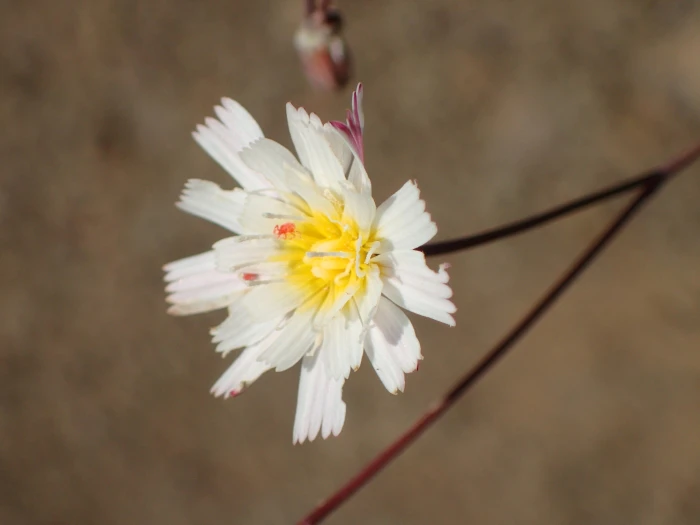 Malacothrix floccifera image