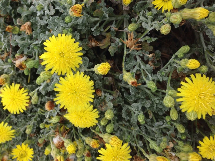 Malacothrix incana image