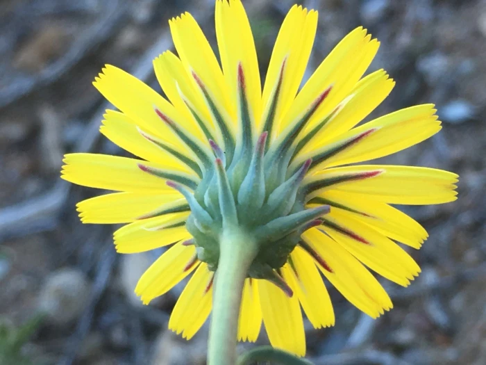 Malacothrix sonchoides image