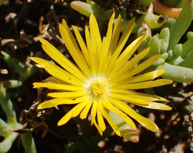 Malephora lutea image