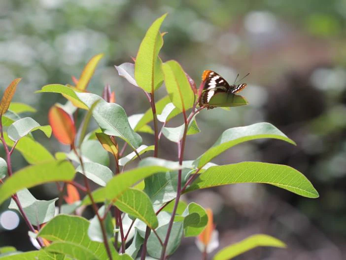 Malosma laurina image