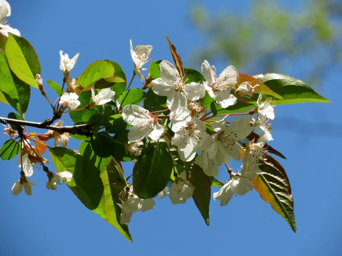 Malus angustifolia image