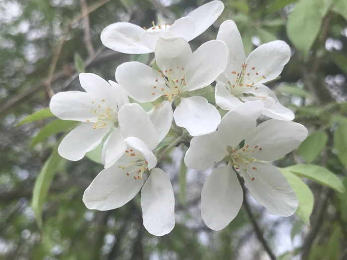 Malus coronaria image