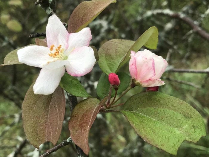 Malus prunifolia image
