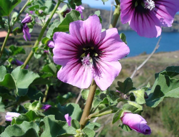 Malva arborea image