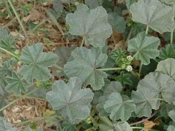 Malva parviflora image