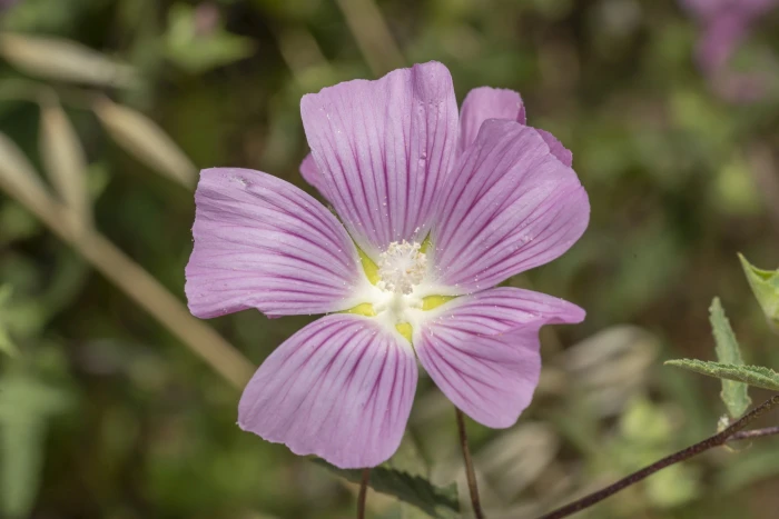 Malva punctata image