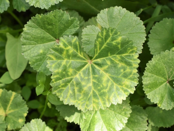 Malva pusilla image