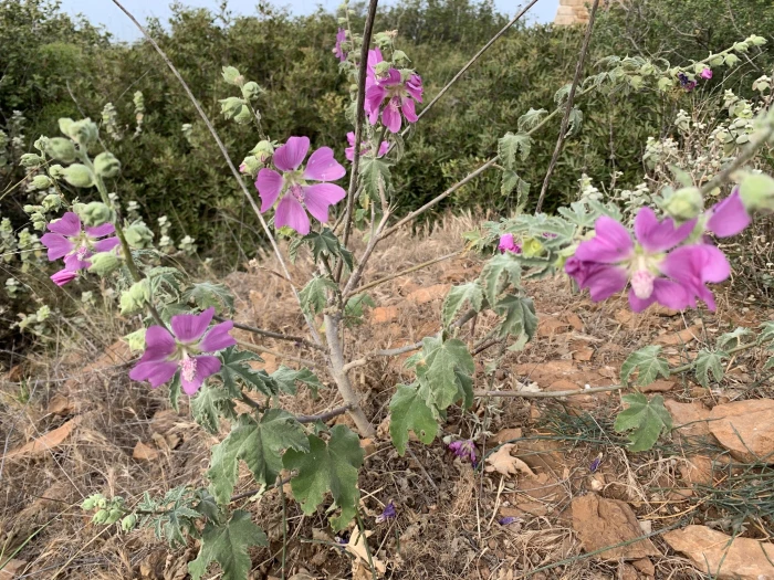 Malva unguiculata image