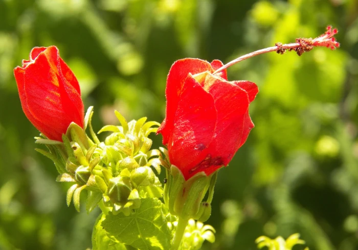 Malvaviscus arboreus image