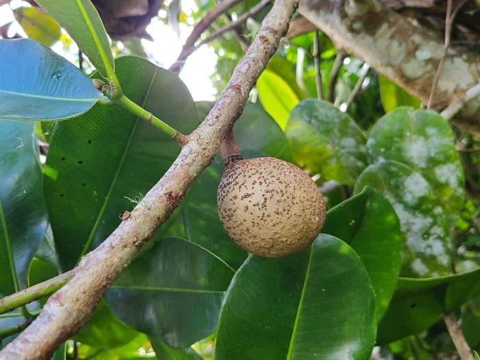 Mammea americana image
