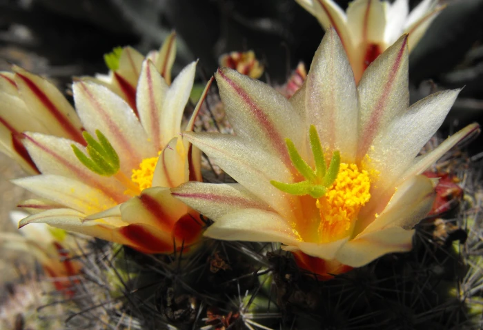 Mammillaria dioica image