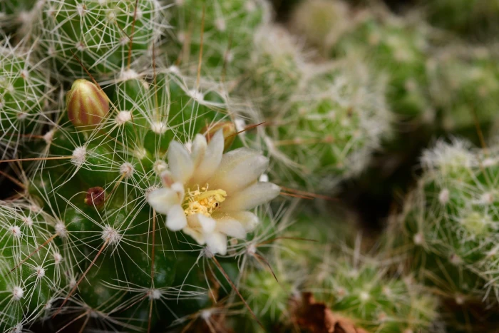 Mammillaria prolifera image
