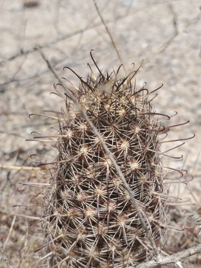 Mammillaria thornberi image