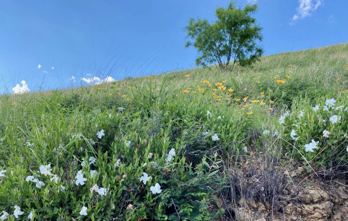 Mandevilla brachysiphon image