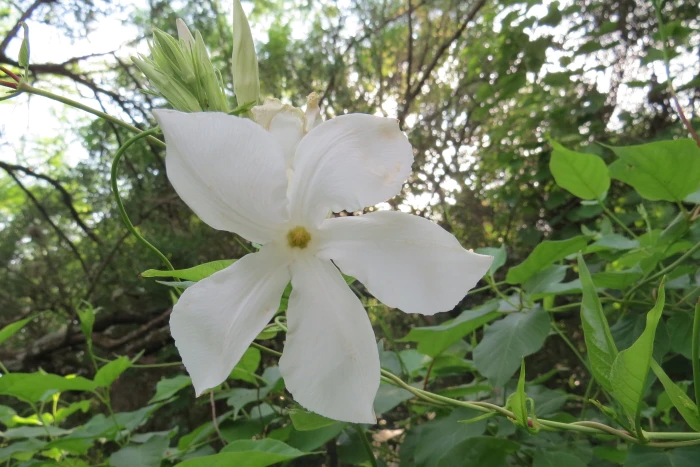 Mandevilla laxa image