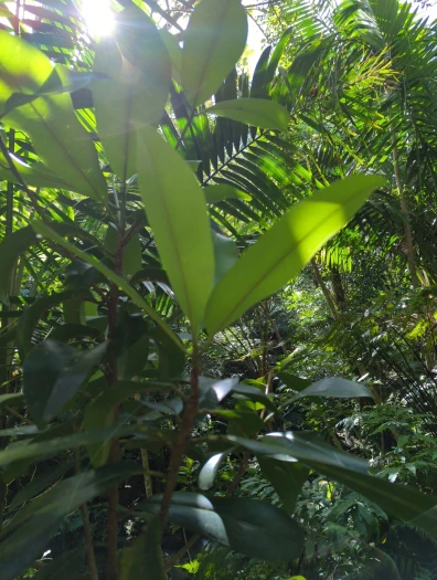 Manilkara bidentata image