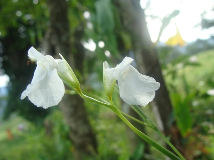 Maranta arundinacea image