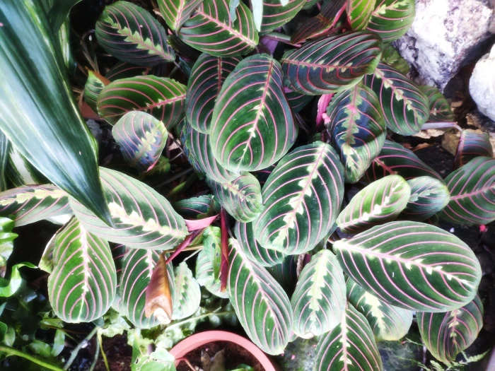 Maranta leuconeura image