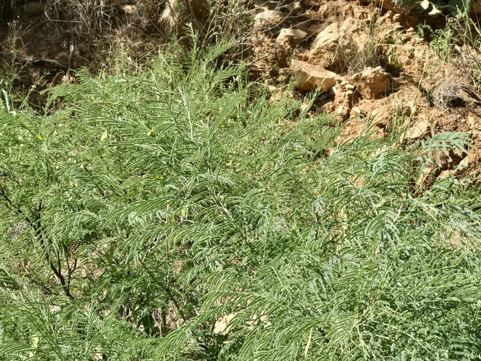 Mariosousa millefolia image