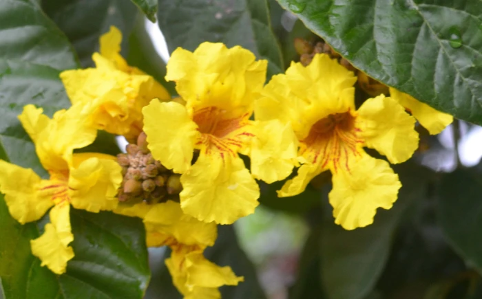 Markhamia lutea image