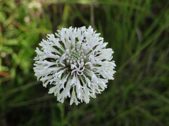 Marshallia caespitosa image