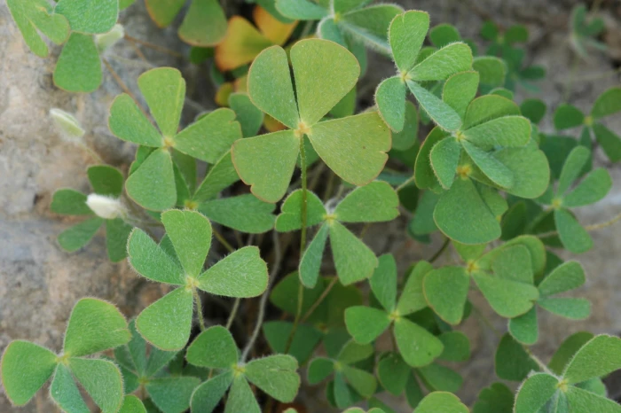Marsilea vestita image