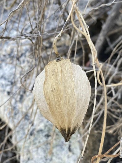 Matelea arizonica image