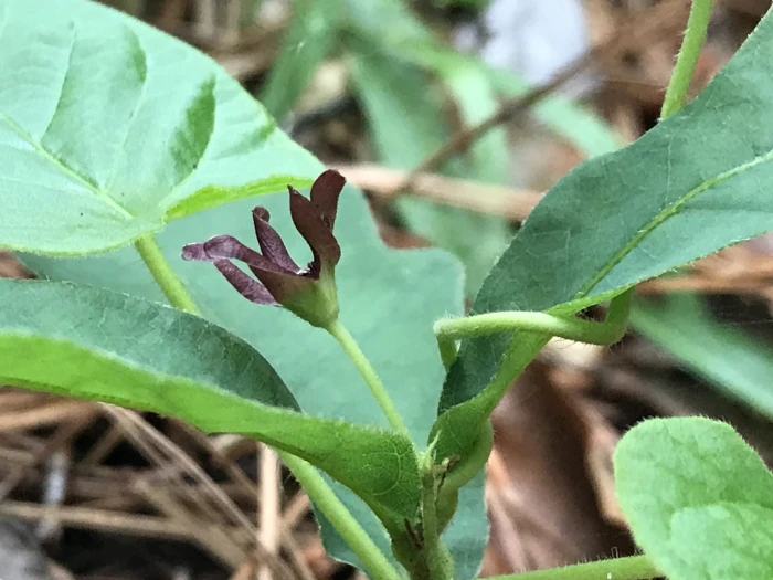 Matelea decipiens image