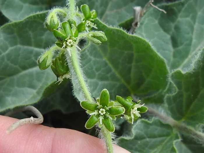 Matelea parviflora image