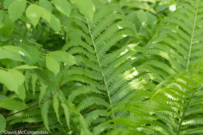 Matteuccia struthiopteris image