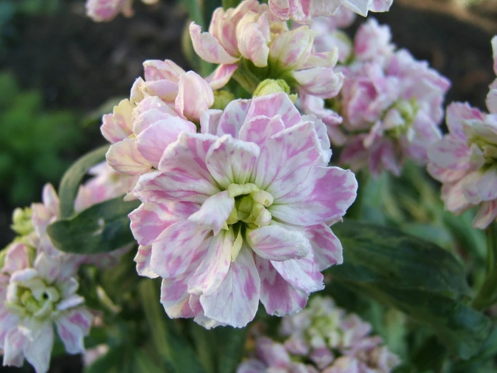 Matthiola incana image