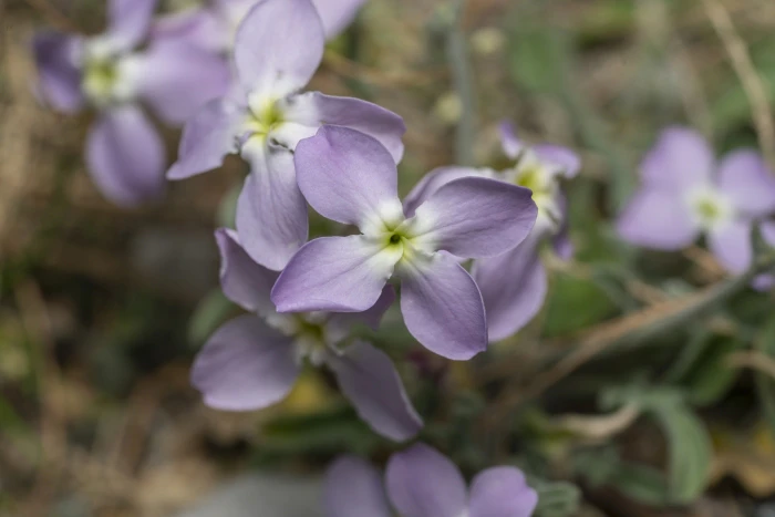 Matthiola longipetala image