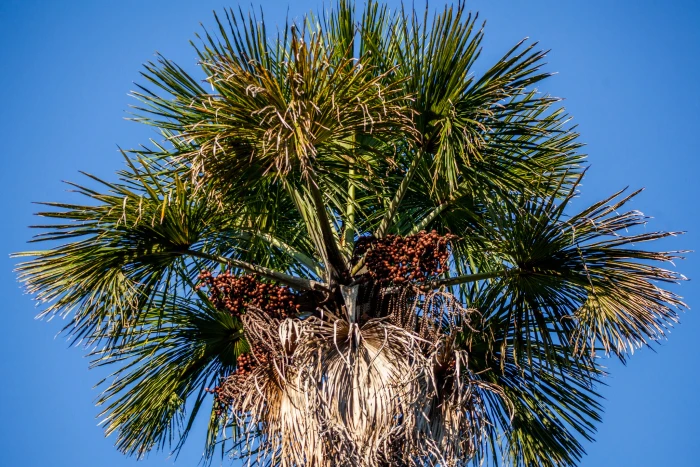 Mauritia flexuosa image