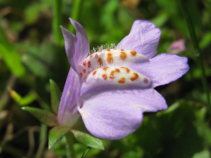 Mazus miquelii image
