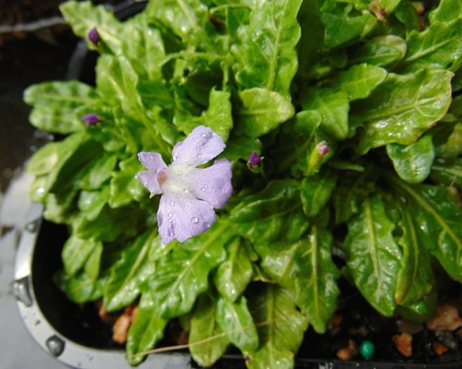 Mazus pumilio image