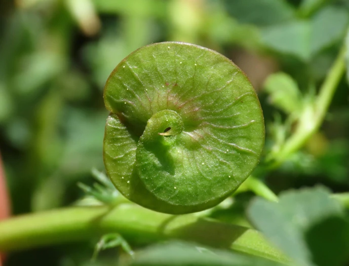 Medicago orbicularis image