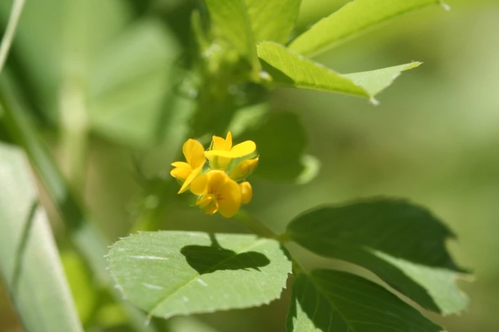 Medicago polymorpha image
