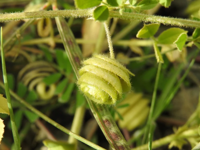 Medicago scutellata image