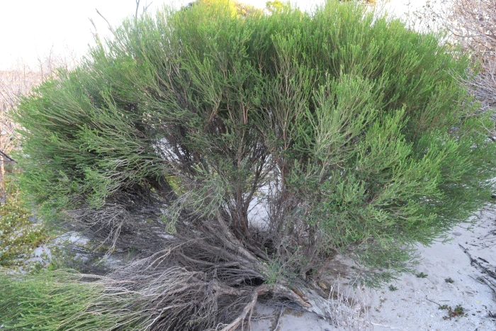 Melaleuca brevifolia image